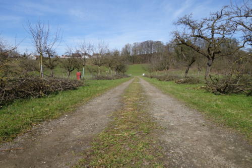 nach dem Obstbaumschnitt